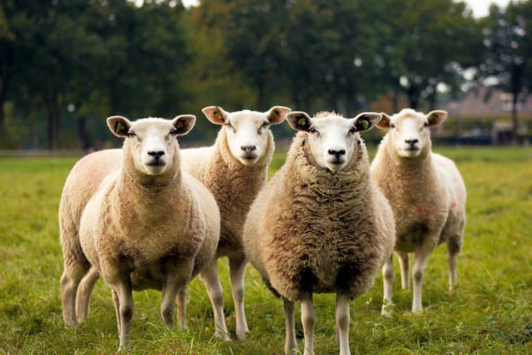 Les internautes s&rsquo;inquiètent de la santé des « moutons du périphérique » de Paris