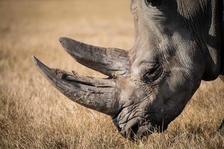 En 2017, plus de 1 000 rhinocéros ont été tués illégalement en Afrique du Sud