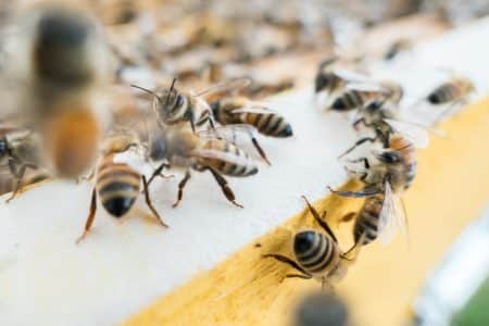 L’embargo sur Cuba a permis de préserver les abeilles de l’île abeilles