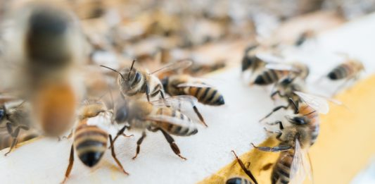 abeilles