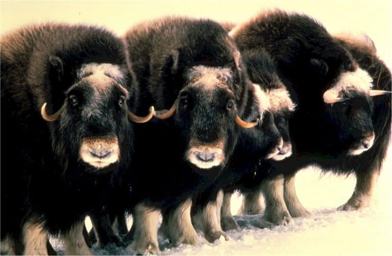 En Arctique, les bœufs musqués sont eux aussi menacés par le réchauffement climatique
