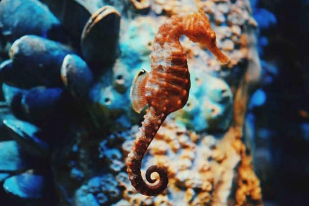 Les océans manquent d’oxygène : la biodiversité suffoque oxygène