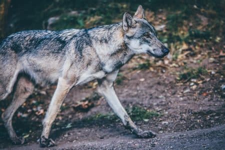 France : près d’un mammifère sur trois en grand danger d’extinction mammifère