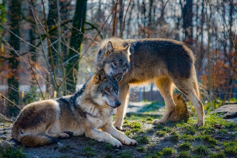 Nicolas Hulot souhaite un plan d&rsquo;action pour parvenir à 500 loups d&rsquo;ici 2023