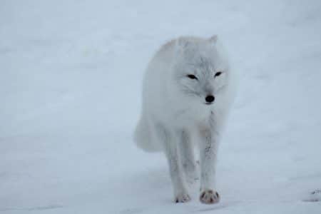 Grand Nord : six espèces menacées d’extinction espèce