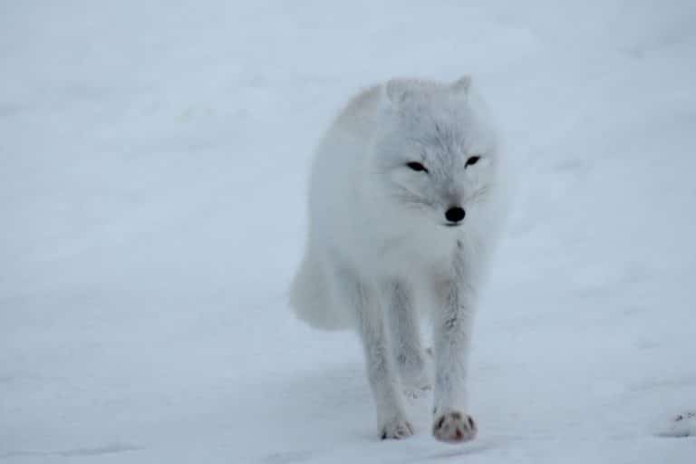 Grand Nord : six espèces menacées d’extinction