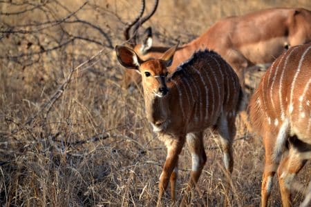 Pour réduire la facture d’énergie, un zoo utilise l’intelligence artificielle intelligence