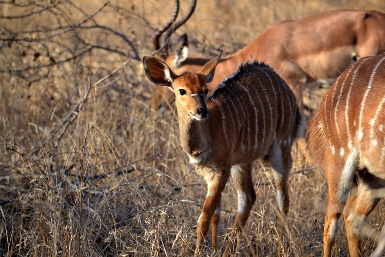 Pour réduire la facture d’énergie, un zoo utilise l’intelligence artificielle