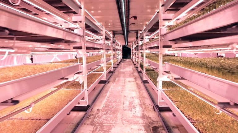 Growing Underground : à Londres un abri de 1945 transformé en potager souterrain