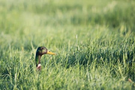 Les canards prennent la place des pesticides dans certaines rizières françaises canards