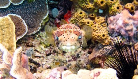Les coraux du golfe d’Aqaba continuent de résister au réchauffement climatique aqaba