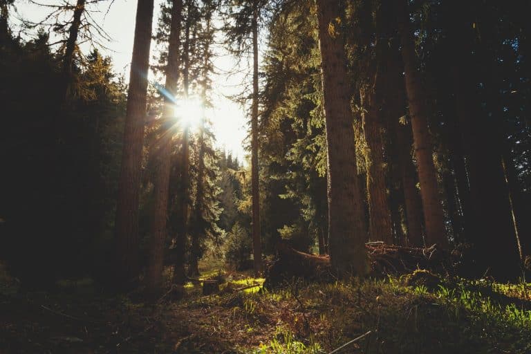Lutte contre la pollution : la Chine mobilise 60 000 soldats pour planter des arbres