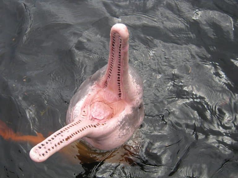 Colombie : le lac des dauphins roses classé zone protégée