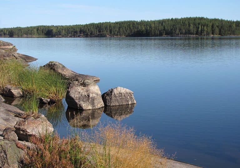 L’organisation WWF tente de sauver les phoques de Saimaa