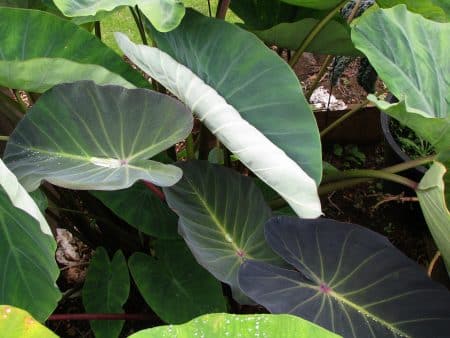 Hawaï : la population s’organise pour préserver le taro taro