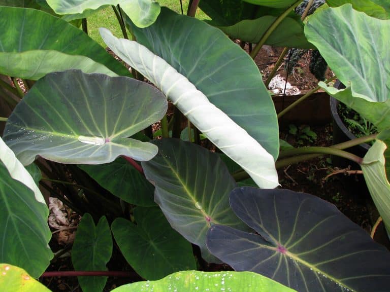 Hawaï : la population s&rsquo;organise pour préserver le taro
