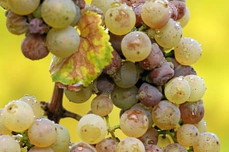 Vins : des cépages interdits, mais plus productifs avec moins de pulvérisations
