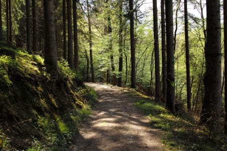 État des lieux de la forêt en Europe
