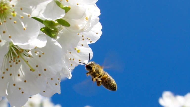 Les abeilles aidées par des fleurs robotisées