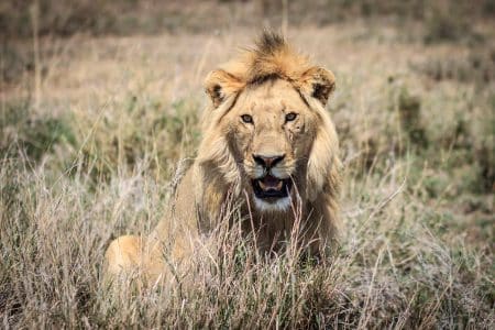 Tanzanie : des lions et des vautours protégés intentionnellement empoisonnés Lions