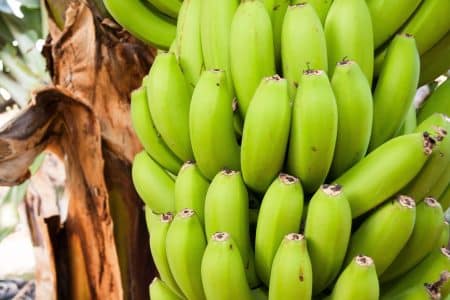 Chlordécone : le pesticide cancérogène qui a empoisonné les Antilles chlordécone