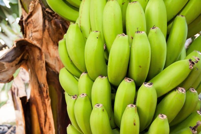 Chlordécone : le pesticide cancérogène qui a empoisonné les Antilles