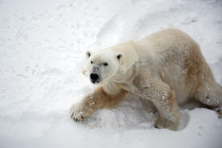 Les ours polaires ne trouvent plus suffisamment de phoques pour se rassasier