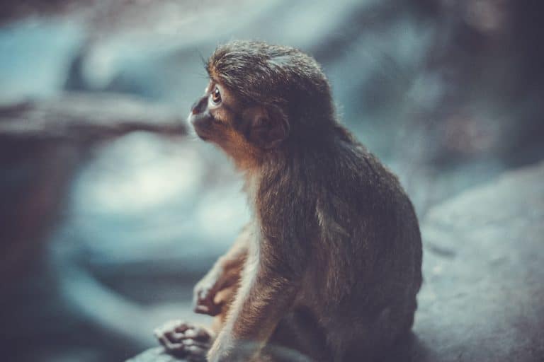 Fièvre jaune : 238 singes tués à tort en un mois et demi dans l’État de Rio