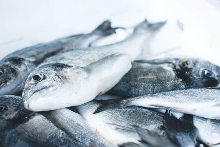 Plus de la moitié de la superficie des océans est sollicitée par la pêche industrielle