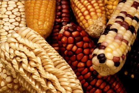 OGM : le maïs génétiquement modifié serait-il finalement bon pour la santé ?