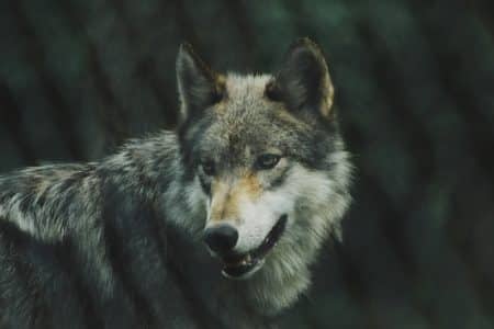 Le plan « loup » du gouvernement dévoilé : 10 % des individus seront abattus plan loup
