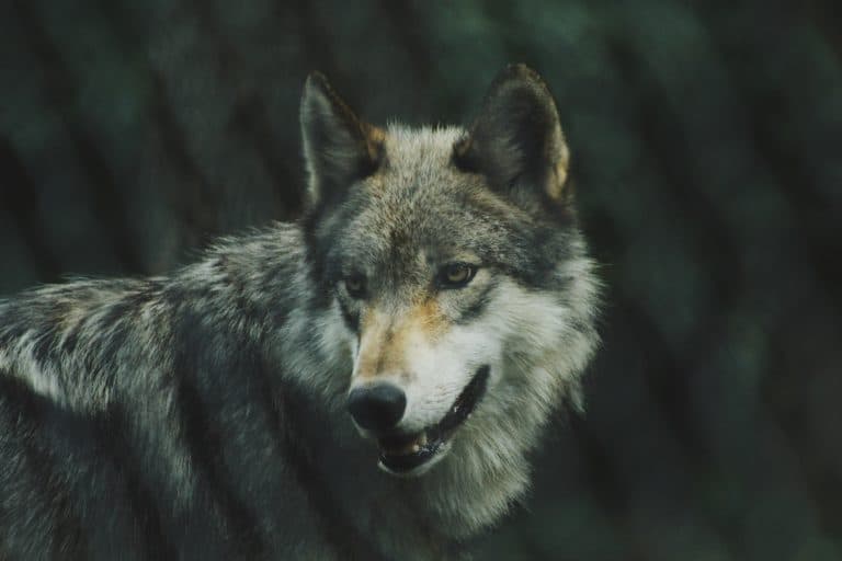 Le plan « loup » du gouvernement dévoilé : 10 % des individus seront abattus