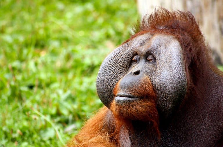 Bornéo : un orang-outan découvert lacéré à coups de machettes et criblé de plombs