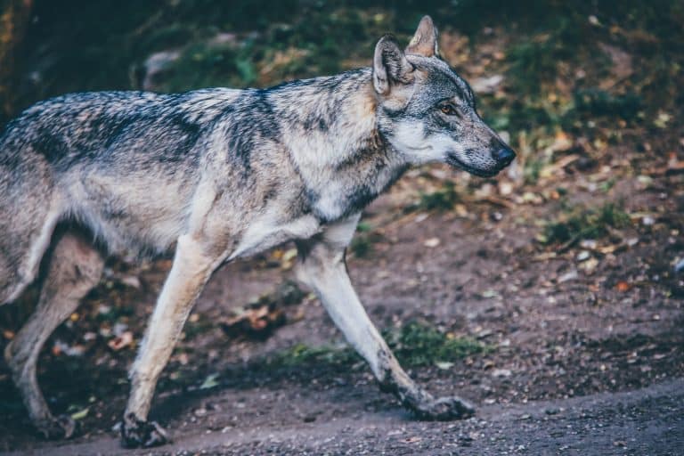 Le retour des loups en France : trois raisons de le soutenir