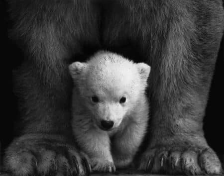 Les ours polaires stockent moins d’énergie qu’ils n’en dépensent ours polaires
