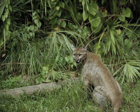 États-Unis : une sous-espèce du puma s’est éteinte puma