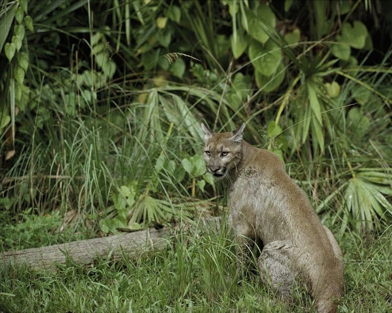 États-Unis : une sous-espèce du puma s’est éteinte