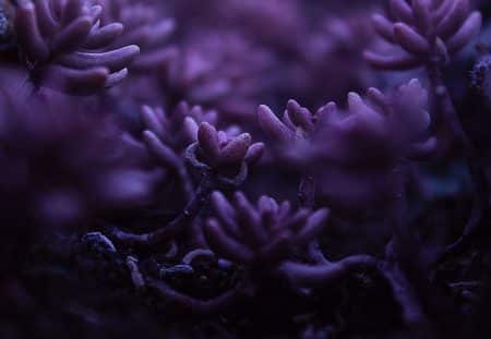 Une récente étude montre que les coraux ont trouvé comment survivre à l’acidification des océans coraux