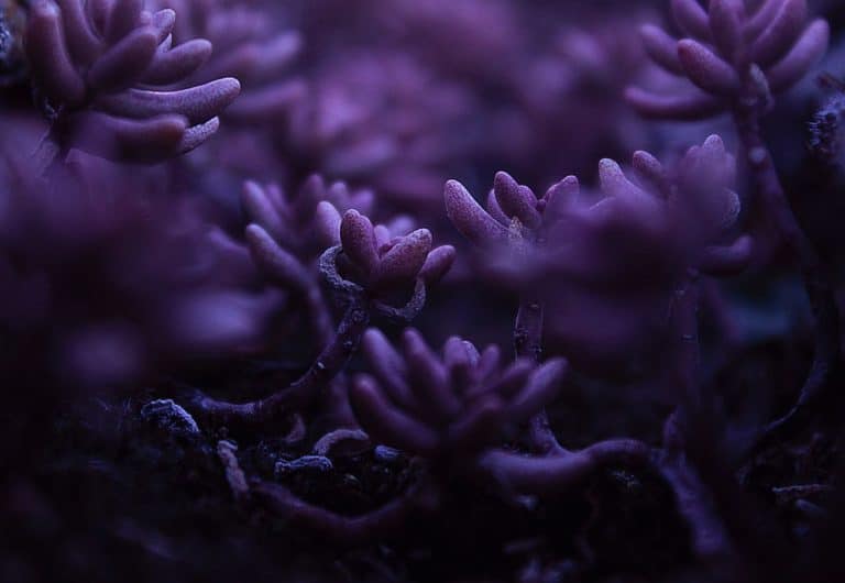 Une récente étude montre que les coraux ont trouvé comment survivre à l&rsquo;acidification des océans