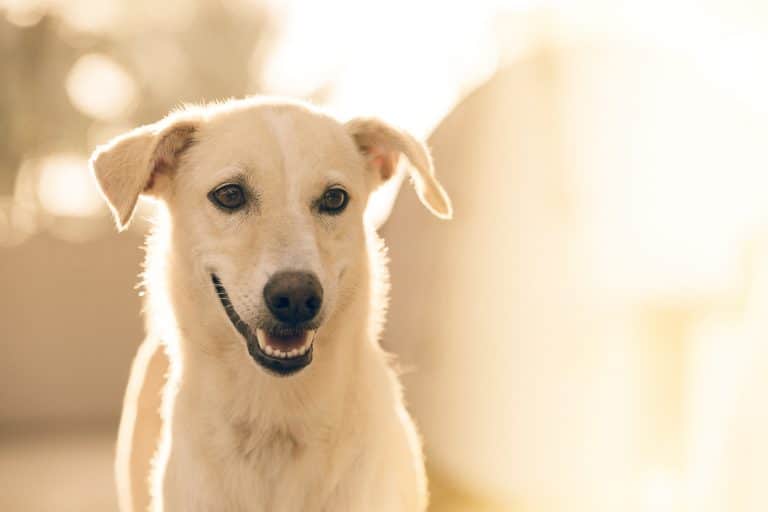 L’Écosse interdit les colliers électriques pour chiens