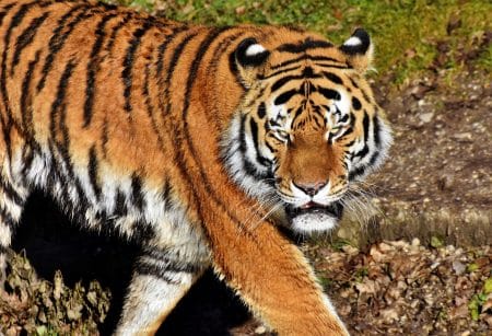 Biodiversité : l’extinction d’une espèce peut en provoquer une autre