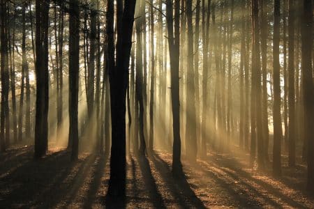 Un million d’arbres pourraient être implantés en région parisienne paris