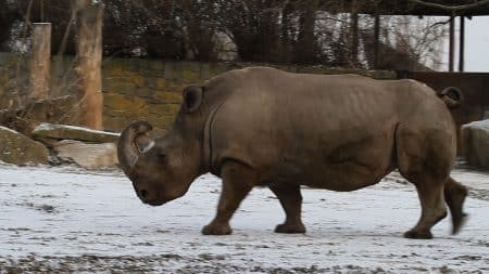 Rhinocéros blanc du Nord : le dernier mâle de l’espèce est malade