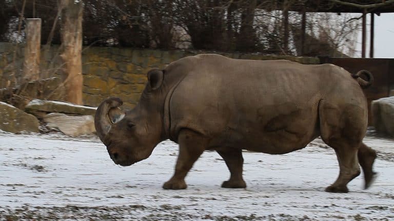Rhinocéros blanc du Nord : le dernier mâle de l’espèce est malade