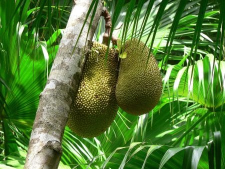 Le fruit du jacquier : un incroyable substitut de viande fruit du jacquier