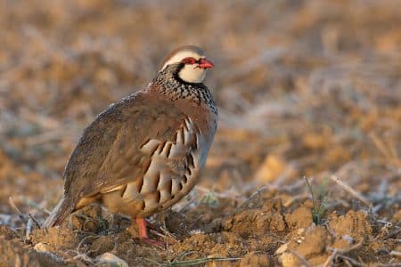 Un tiers des oiseaux a disparu des campagnes françaises oiseaux