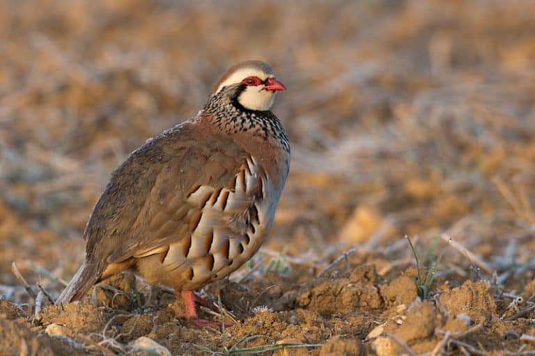 Un tiers des oiseaux a disparu des campagnes françaises