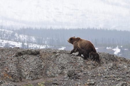 Dans les Pyrénées, la réintroduction de deux ourses fait débat ours