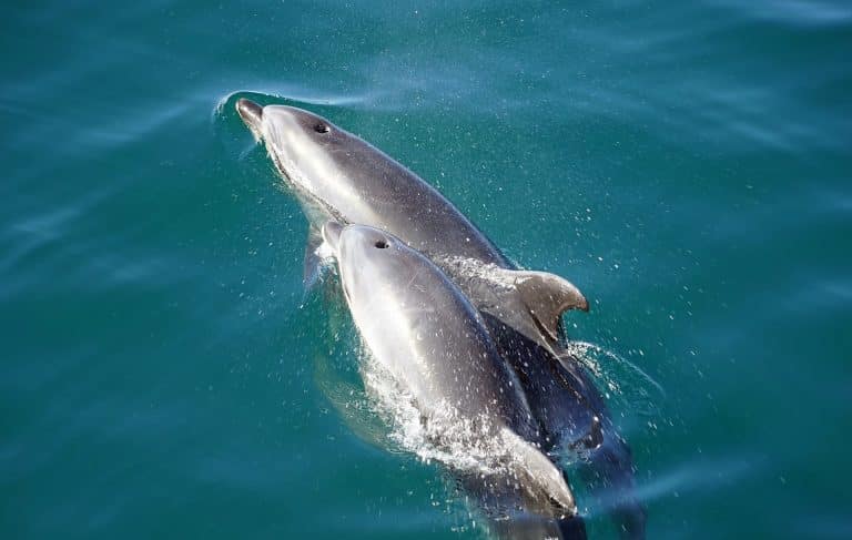 Les dauphins sont massacrés sur les côtes françaises : les ONG en colère