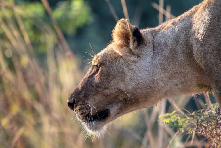 Sixième extinction de masse d&rsquo;espèces animales : un phénomène sous-estimé
